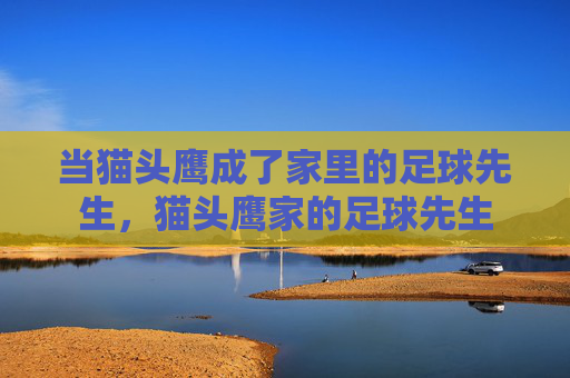 当猫头鹰成了家里的足球先生，猫头鹰家的足球先生