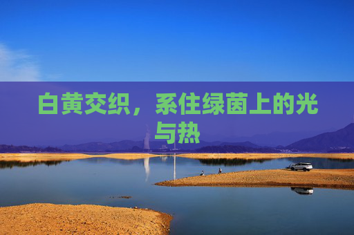 白黄交织，系住绿茵上的光与热