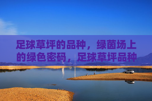 足球草坪的品种，绿茵场上的绿色密码，足球草坪品种，绿茵场的绿色密码